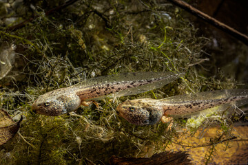Two tadpoles of the grass frog swim across the bottom of the pond, Rana temporaria