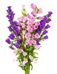 Campanula medium flowers isolated on white background. Bouquet of Canterbury bells or bell flower.