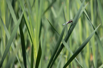 Little blue dragonfly  is sitting in in the dense reeds, Libellula depressa