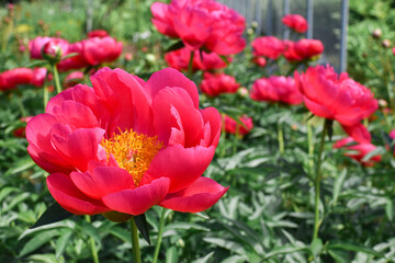 A large peony flower on the background of nature. Botanical Garden
