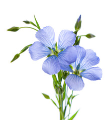 Flax flowers isolated on white background. Bouquet of blue common flax, linseed or linum...