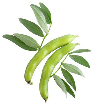 Fresh broad beans in pods with green leaf, isolated on white background. Fava beans. Top view.