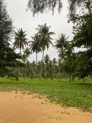 Palmen-Thailand-Sommer