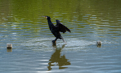 Single Portrait Black Cormorant Gannet Water Sea Bird perced in middle of water lake on wooden post