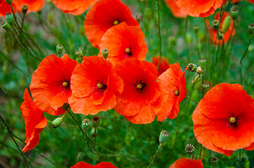 Fototapeta premium field of red poppies at sunset.flower closeup nature colorful grass.Beautiful red poppies
