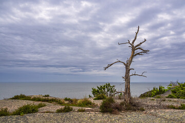 Fototapeta na wymiar Ostseeküste mit Felsen und Baum auf der Insel Blå Jungfrun in Schweden