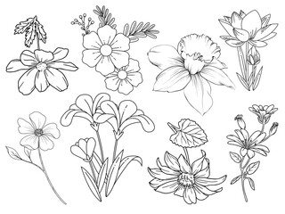 set of graphic flowers without background