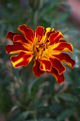 French Marigold flower isolated