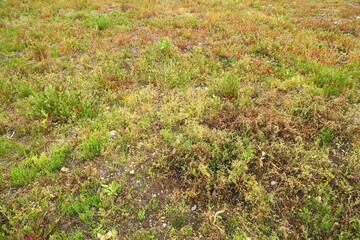 Obraz premium 晩春の雑草の生える野原風景