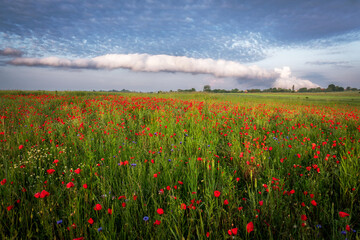 So called roll cloud over the field full of poppies