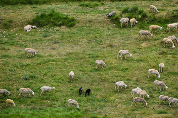 flock of sheep in the meadow