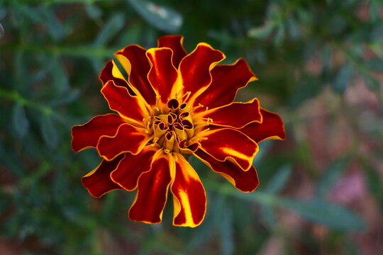 French Marigold flower isolated