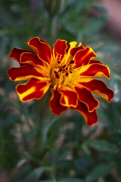 French Marigold flower isolated