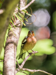 Common chaffinch, Fringilla coelebs, sits on a branch in spring on green background. Common chaffinch in wildlife.