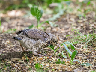 A fieldfare chick, Turdus pilaris, has left the nest and sitting on the spring lawn. A fieldfare...