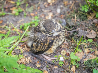 A Redwing chick, Turdus iliacus,, has left the nest and sitting on the spring lawn. A Redwing chick, a bird in the thrush family, sits on the ground and waits for food from its parents.
