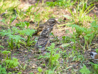 Wood bird Redwing, Turdus iliacus, feeds the chick with earthworms on the ground. An adult chick left the nest but its parents continue to take care of him.
