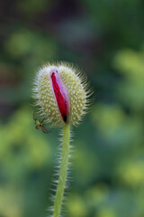red poppy flower bud with green small spider, close-up, blurred background, green stem