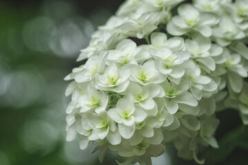 「柏葉八重」と品種の紫陽花です