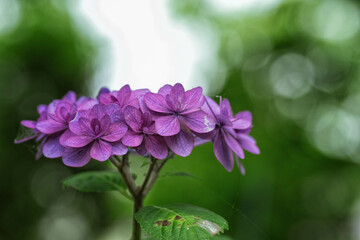 八重咲きの紫陽花です