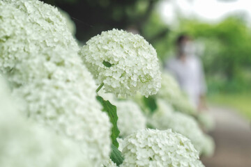 滋賀県守山市の「もりやま芦刈園」に咲く紫陽花（アナベル）