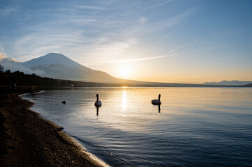 山梨　富士山と山中湖の白鳥