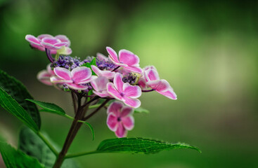 満開の額紫陽花