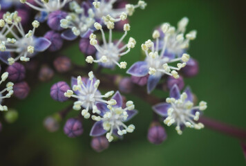 額紫陽花の真花