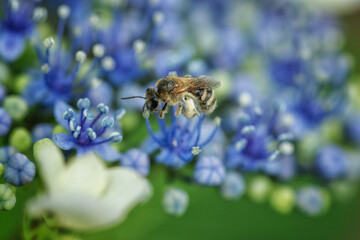 額紫陽花と蜜蜂