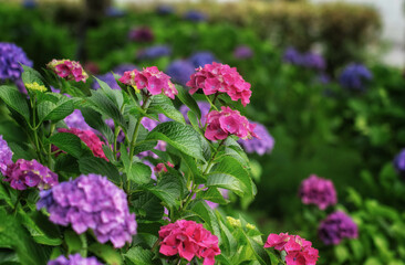 滋賀県守山市の「もりやま芦刈園」の紫陽花です