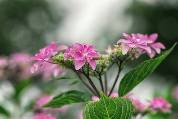 Fototapeta premium ダンスパーティーという品種の額紫陽花