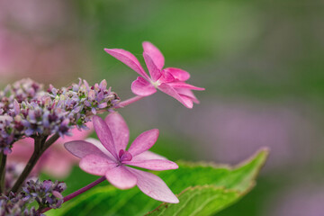 ダンスパーティーという品種の額紫陽花