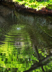 青紅葉と池の水紋