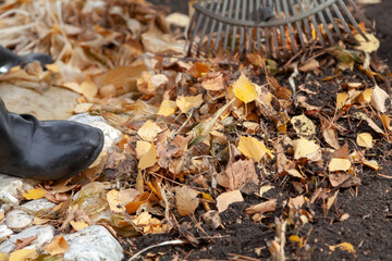 Autumn cleaning. Fan rake collect fallen leaves of trees
