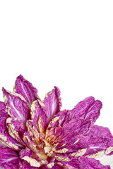 Peking cabbage of lilac color on a white background..