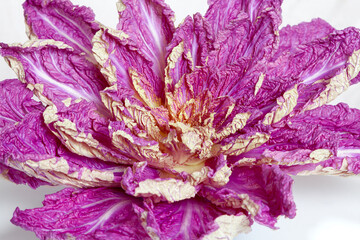 Naklejka premium Peking cabbage of lilac color on a white background..