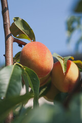 two ripe peaches weigh on tree branch