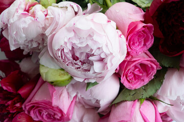 Fresh peonies flowers