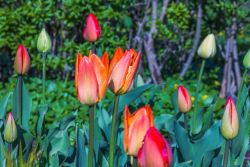 Beautiful view of yellow and red tulips in garden. Sweden. 