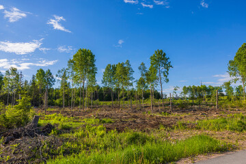 Obraz premium View of summer landscape with deforestation in suburbs of city. Sweden.