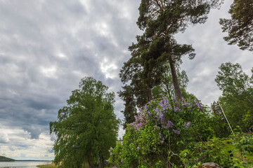Beautiful view of lilac bushes and tall trees growing on shore of lake, against background of gray sky with thunderclouds. Sweden.