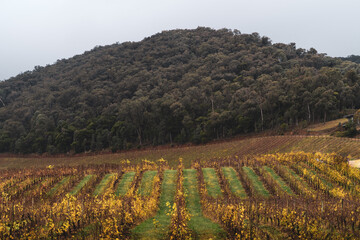 field of vines in autumn 