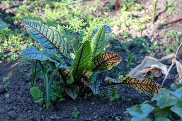 Rumex sanguineus, Bloody Dock Red Veined Dock plant in greenhouse with lettuce, close up