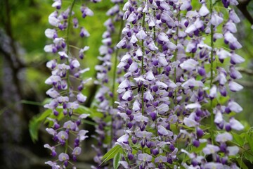 春日大社の萬葉植物園の藤