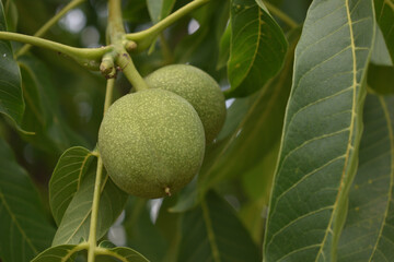 Walnut branch with green fruits and leaves
