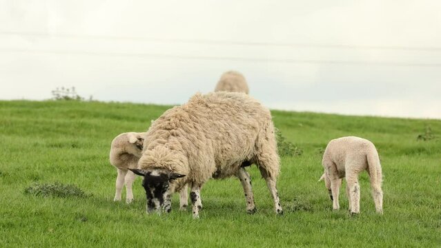 ewe (female sheep) with twin lambs in Spring time. 