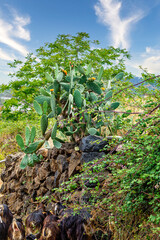 Fototapeta na wymiar Blühender Kaktus auf einer Bruchsteinmauer und kanarische Ziegen unter Brombeerranken.