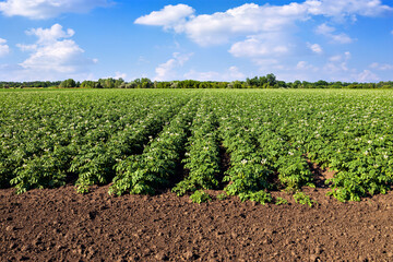 Fototapeta na wymiar blooming potato field and blue sky with clouds