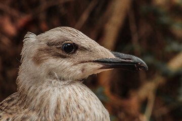 Young larus michahellis in the forest 
