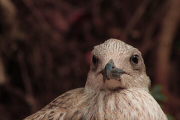 Young larus michahellis in the forest 